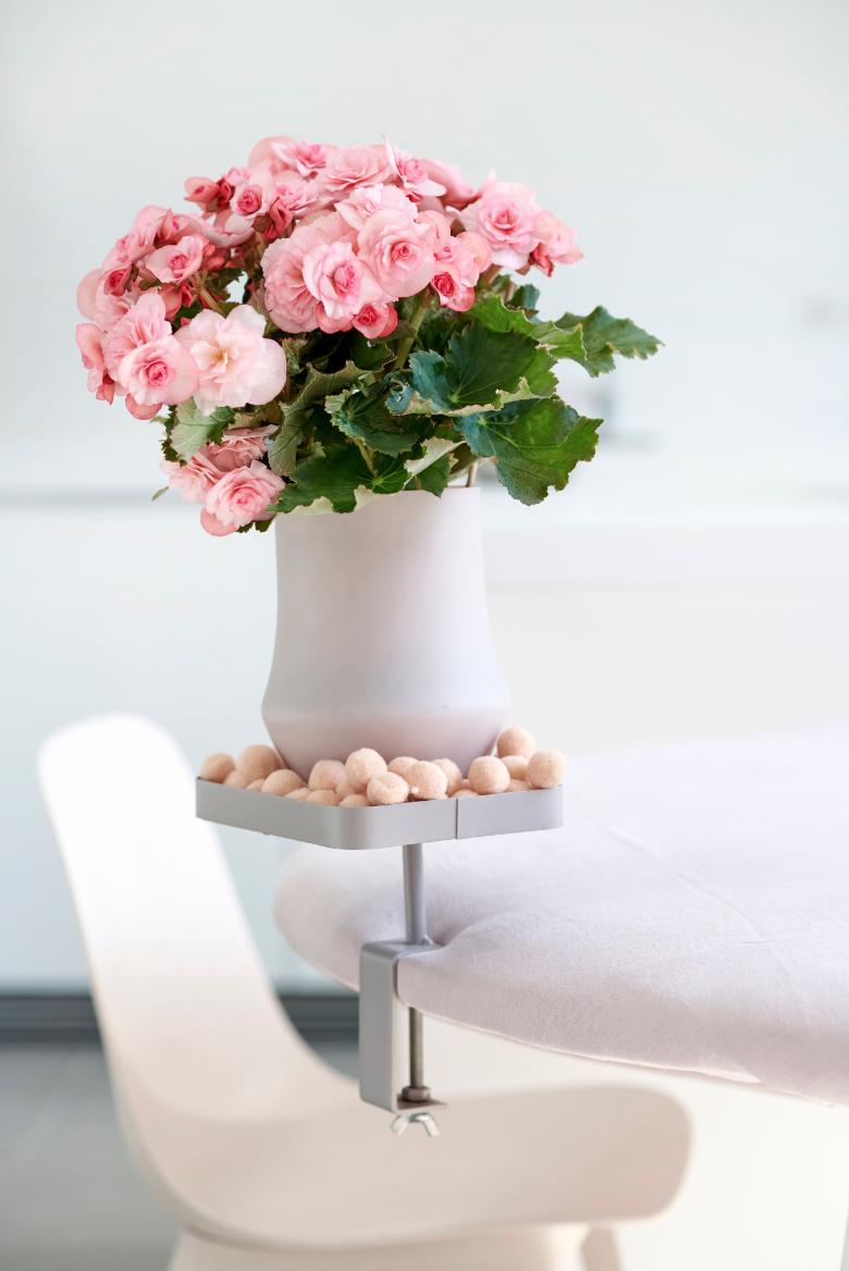 Le bégonia c'est la plante d'intérieur du mois ! On l'invite à la maison dans une jolie version colorée pour apporter un peu de soleil et de gaieté ! 😀🌿 
ow.ly/bbko50p5ARW