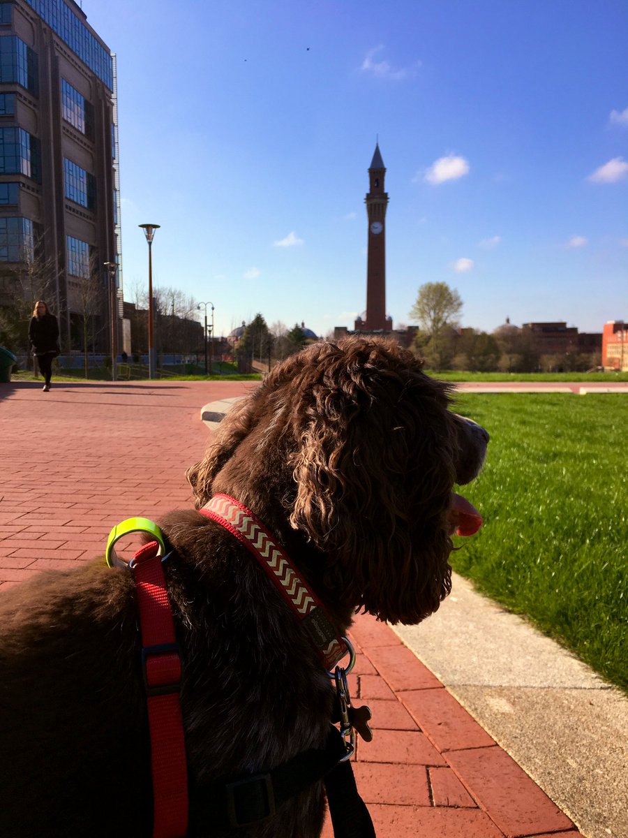 BozzieH's tweet photo. Just been on a lovely 10km run and took time to look at the wonderful #GreenHeart on @unibirmingham campus #runningspaniel #BozRun https://t.co/Tk2wuDtWZ0