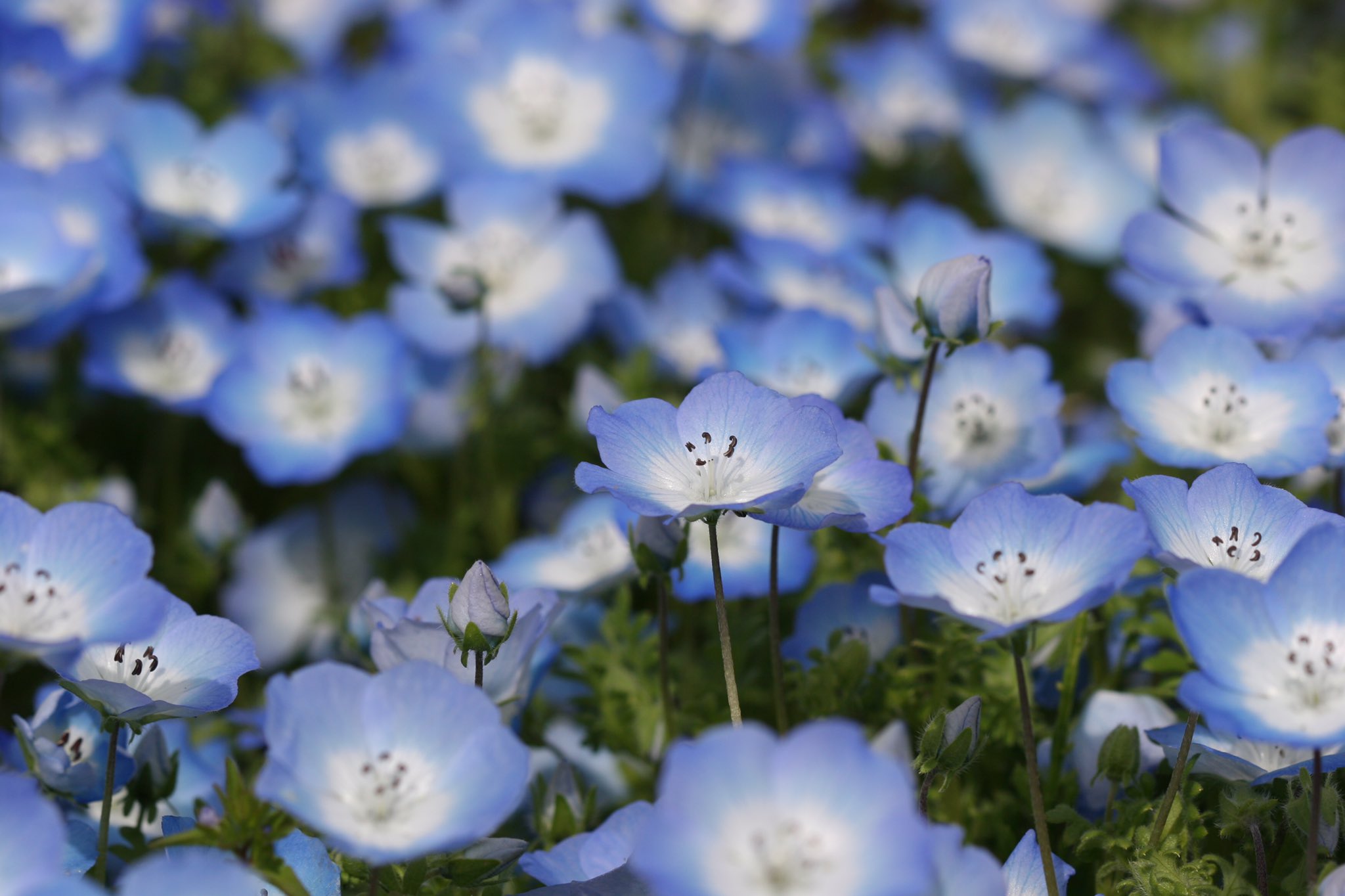 敏 連投最後は定番のネモフィラと 3枚目にこっそりオオイヌノフグリ 花菜ガーデン ネモフィラ オオイヌノフグリ おおいぬのふぐり Veronicapersica Eosd Efs1785mm T Co Jgushxsyfp Twitter