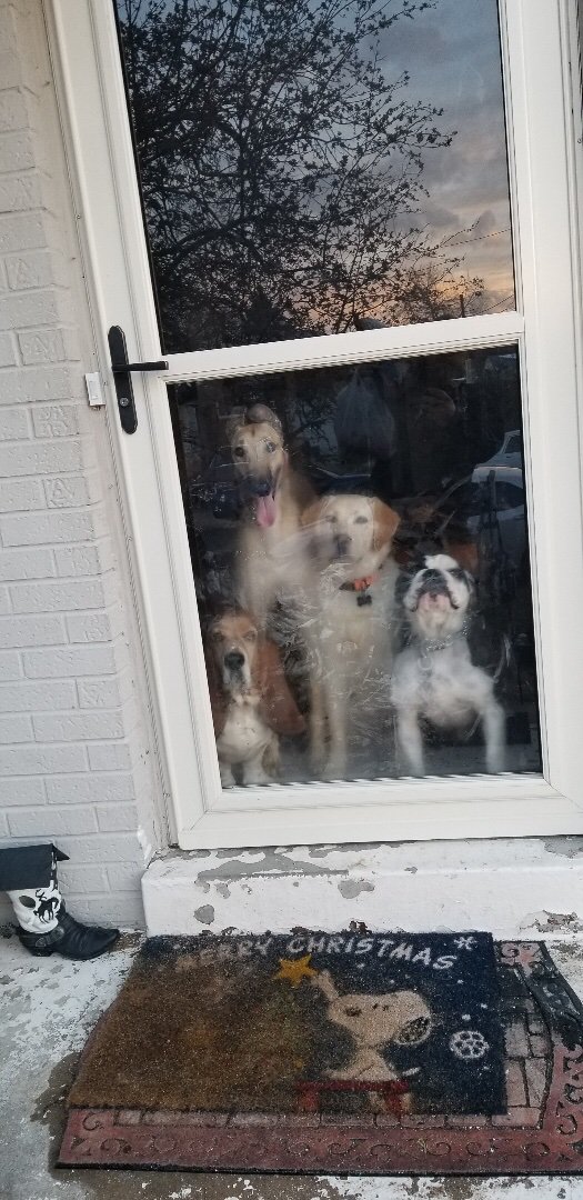 Mishikraz's tweet photo. I’m in our Virginia Beach office this week which means Chauncey (r) is at the babysitter’s intimidating visitors along with his posse. https://t.co/nV1cV2RFmm
