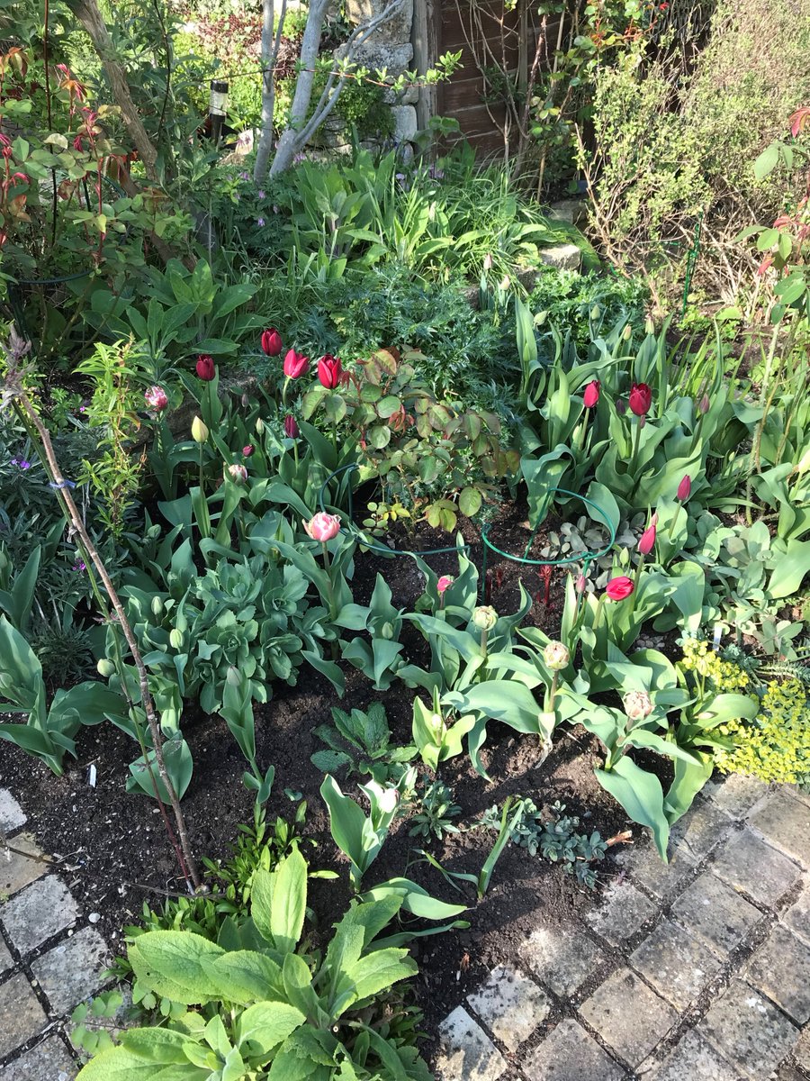 Great time to get out and look at National Garden Scheme gardens - full of tulips and apple blossom. This weekend, visit Upton Wold and Kiftsgate Court. See ngs.org.uk. @Glosngs <a href="/cotswoldlife/">Cotswold Life</a>