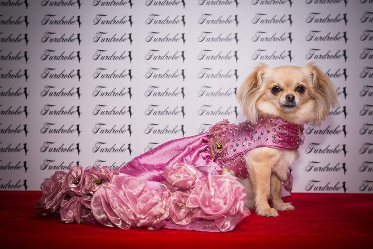 furdrobe's tweet photo. Molly on the red carpet in our Candy Floss Rose Gown: https://t.co/ezX0Rmv7Zm     #dress #dog #cutedog #chihuahua #dogdress #fashion #style https://t.co/5WzkNMdm75