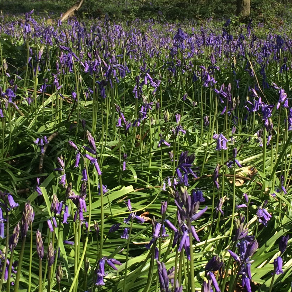 First bluebells of the year are always a thrill, but this time knocked into a cocked hat by watching a ewe give birth to twins under a tree, placidly watching us watching her. #greyscourt @greyscourt ⁦@nationaltrust⁩