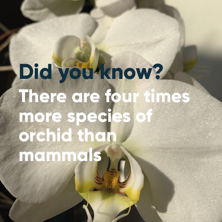 EnzymeComms's tweet image. There are around 28,000 accepted species of orchid on the planet, many of them rare. This represents approximately 10% of the world’s flowering plants. #sciencecomms #DidYouKnow #orchid #orchids