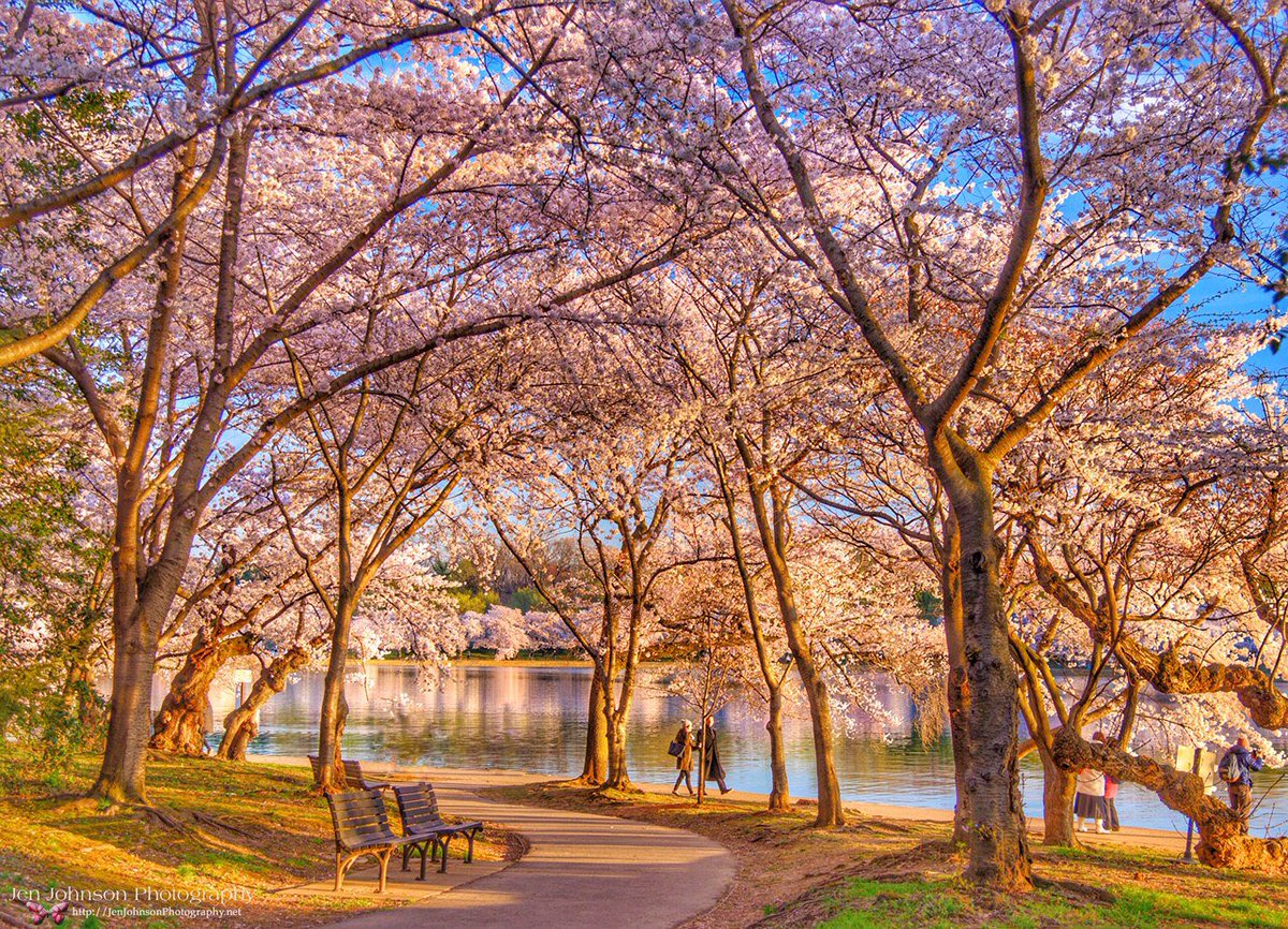 tPFmariah9999's tweet photo. Beautiful #CherryBlossoms in the Early Morning Light in Washington, DC @spann @JimCantore #cherryblossom #sakura #cherryblossomdc #dc https://t.co/8WW5AUSYEd