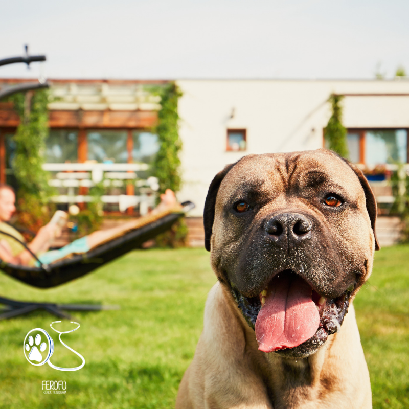 cvferofu's tweet photo. Ellos ya esperan ansiosos la Semana Santa, ¿y tu? 😎🐶
https://t.co/knUVfSuOYL

#perro #cachorro #hijo #primerdia #perrito #mascota #monada #precioso #veterinaria #brunete #madrid #mejor #amigo #salud #cuidado #lluvia #sol #buentiempo #semanasanta https://t.co/r6BBSQKsNK