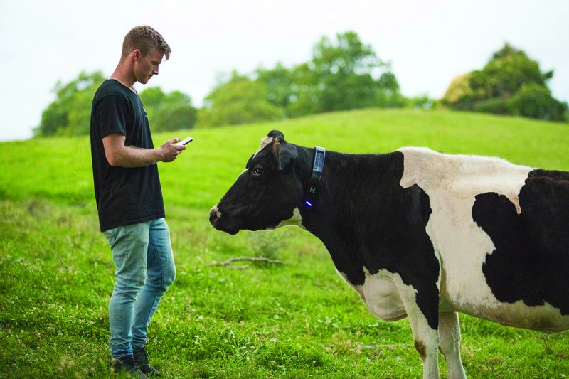 AgriNetFarm's tweet photo. 1204 is bulling today, what bulls are up for her?
EASY! Did you know that your latest sire advice is on now on HerdApp?!
#AgriNet #HerdAppStories #HerdApp #TinderForCows #ProudToFarm #TeamDairy #GrassToMilk #Holsteins #Friesiansg #HerdPlus #ICBF https://t.co/WBDzaW9nhm