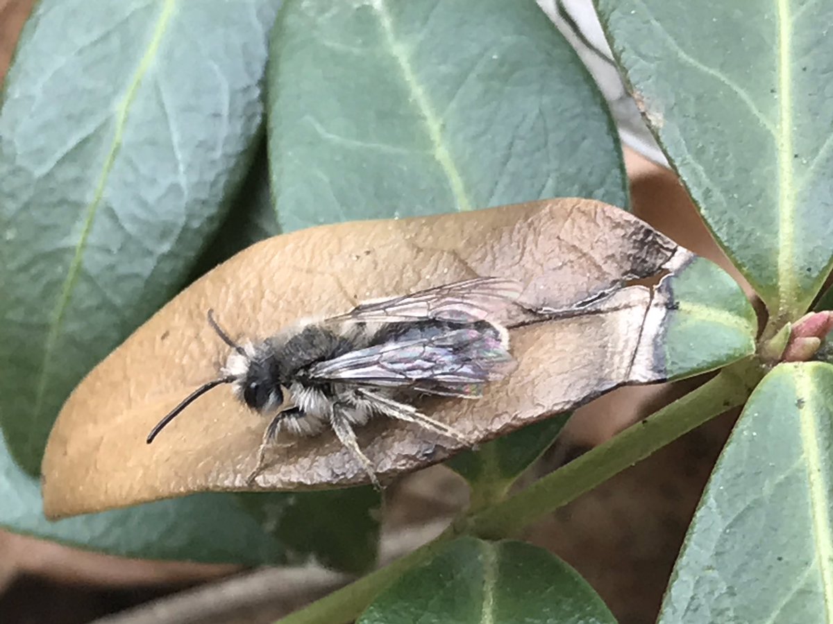 1in3mouthfuls's tweet photo. As wonderful as it is to see wild bees via microscope, like this Heriades, it’s even better to see them alive and in the wild, like this Andrena, already up here in Niagara #wildbees #keepnature https://t.co/ydonWHNJfs