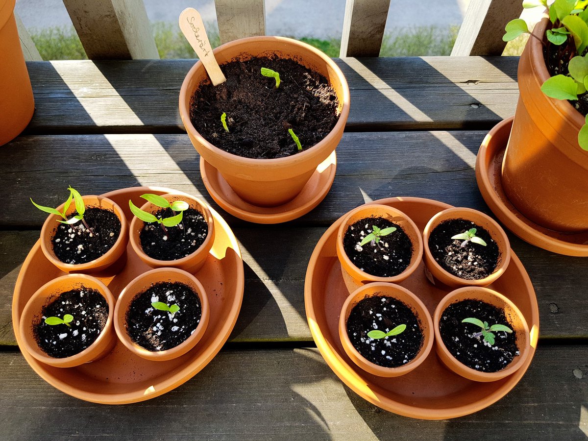 mandy_rauch's tweet photo. Sugar peas have come up last weekend and calendulas, too. 
For one day it was even warm enough to put the tomatoes and chillies outside in the afternoon. https://t.co/9pug7bYWXM