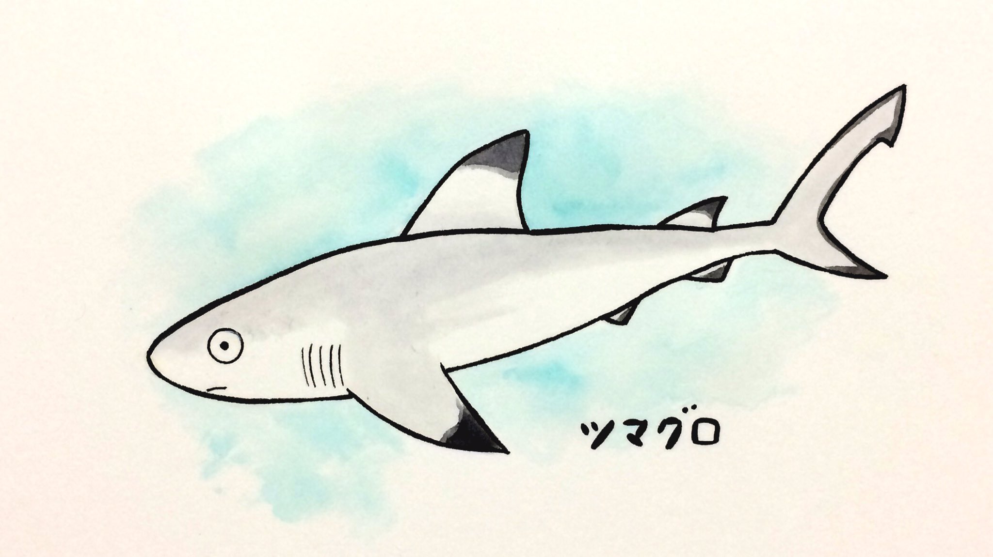 けいこっとん ゆるサメイラスト Pa Twitter ツマグロ ついついツマグロを描いてしまいます サメ イラスト Shark Illustrations サメ好き けいこっとん ゆるサメイラスト Pa Twitter ツマグロ ついついツマグロを描いてしまいます サメ イラスト Shark Illustrations サメ好き