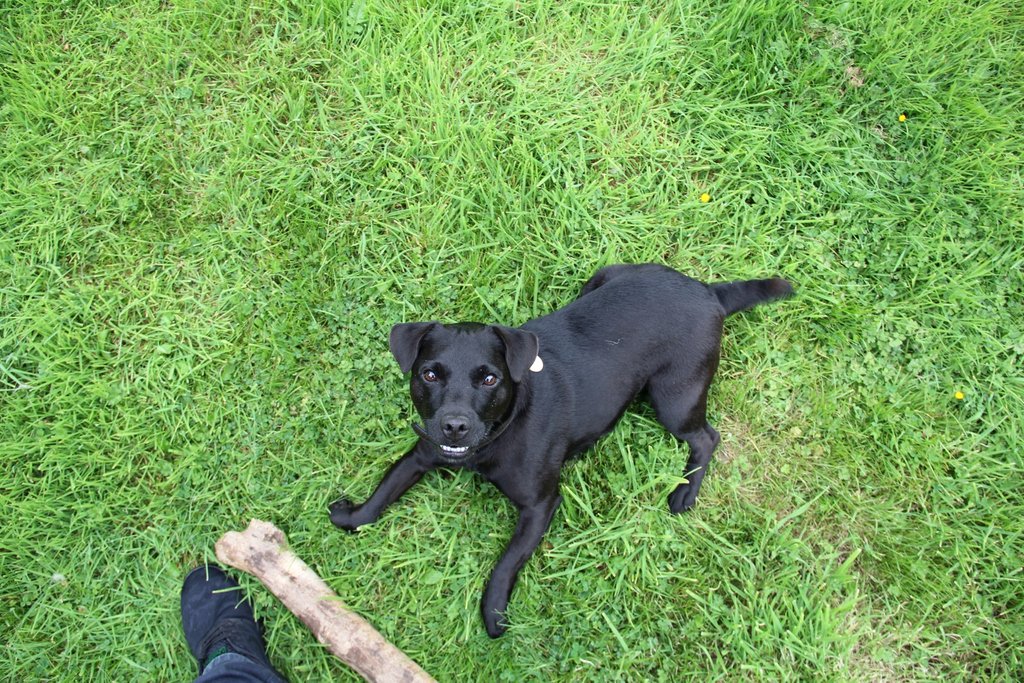 LifeOfRileyBake's tweet photo. Play Time! 

#fetch #fetchrewards #makefetchhappen #playtime #playing #fun #playtimefun #playtimes #puppyplaytime #playtimefuntime #iloveplaytime #playtimewithdaddy #doggyplaytime #playtimeanytime #playtimeisfun #doguk #ukdogs https://t.co/o5WvHcRfFK