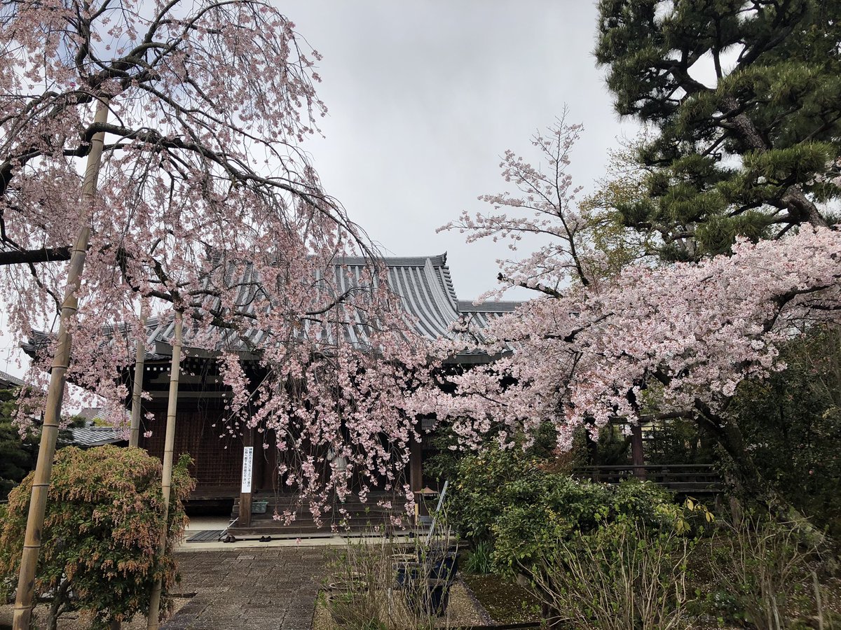 かおり Pa Twitter 関西花の寺 法金剛院に行ってきました 雨上がりの桜の花も綺麗でした 桜の御朱印はなくなってしまったとのことで 御朱印帳に直書きと 花寺の書き置きを拝受しました 法金剛院 関西花の寺 御朱印 かおり Pa Twitter 関西花の寺 法金剛院に行ってきました 雨上がりの桜の花も綺麗でした 桜の御朱印はなくなってしまったとのことで 御朱印帳に直書きと 花寺の書き置きを拝受しました 法金剛院 関西花の寺 御朱印