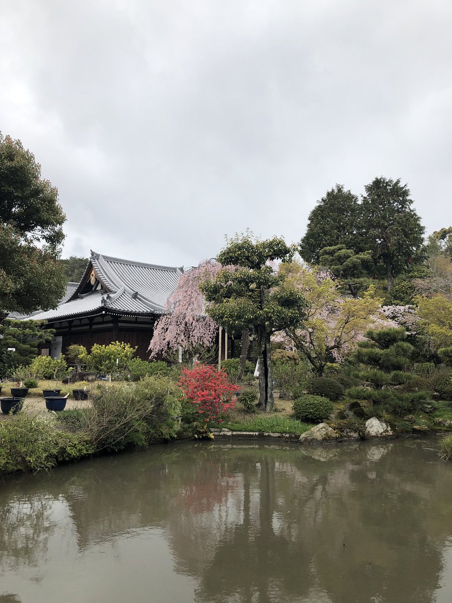 かおり Pa Twitter 関西花の寺 法金剛院に行ってきました 雨上がりの桜の花も綺麗でした 桜の御朱印はなくなってしまったとのことで 御朱印帳に直書きと 花寺の書き置きを拝受しました 法金剛院 関西花の寺 御朱印