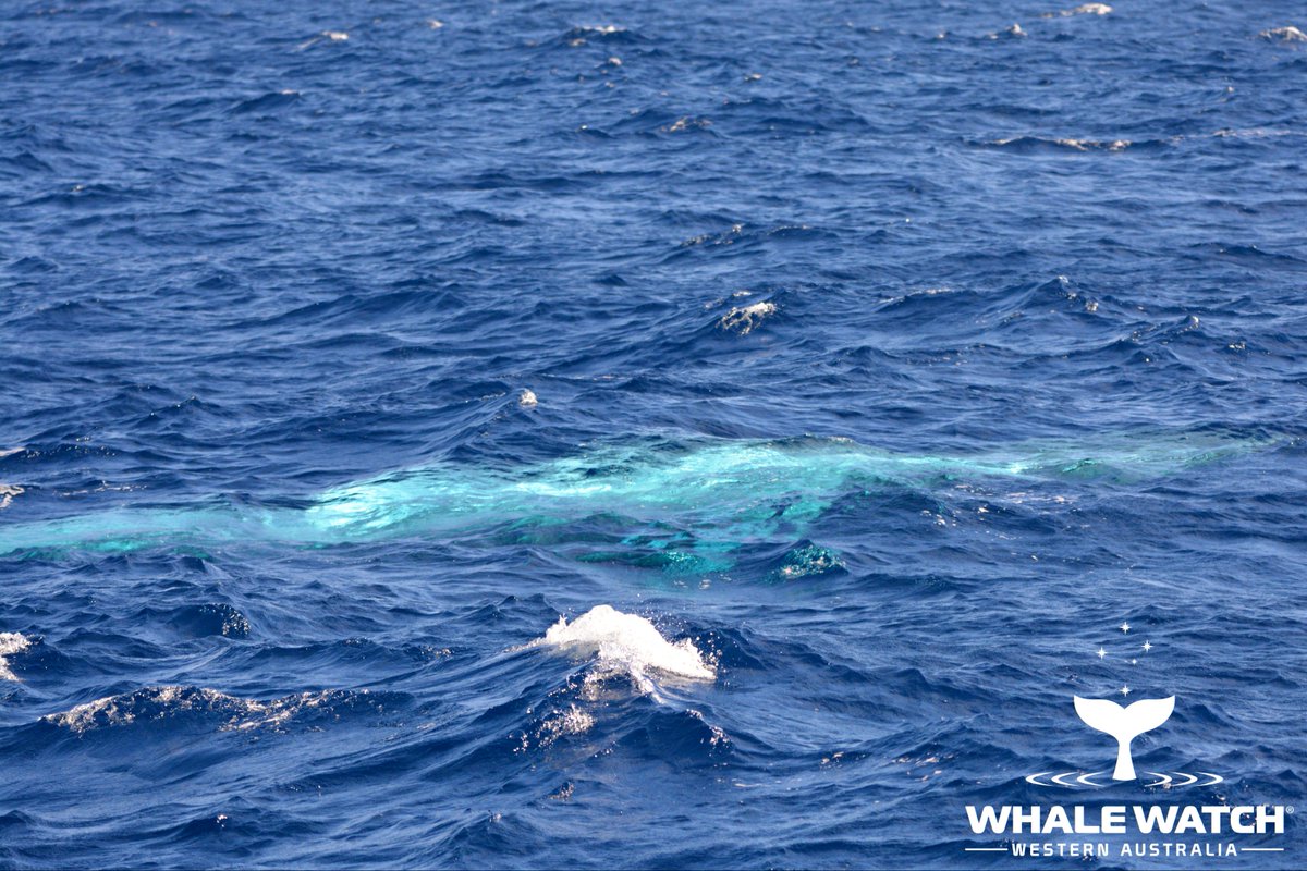WhaleWatchWA's tweet photo. We met a very special Blue Whale today who would surface from the depths right on our bow, only a few meters away😍 Check out our Daily Report➡️ https://t.co/KFdkrwDBPA

#WhaleWatchWesternAustralia #JoinOurPod #LearnTheLanguageOfTheWhales #WhaleWatchWA #WhaleWatchAllYear https://t.co/clkMM0N6X3