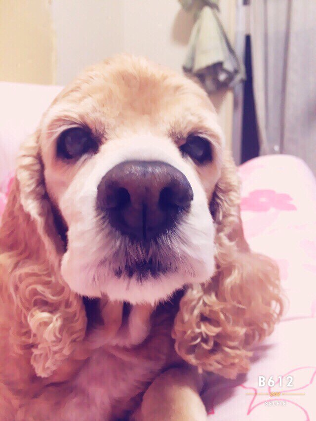 たかと ウチの犬わんわん物語のレディと同じ犬種なんだけど本当に可愛いくって可愛くってな 1番最初の子がめっちゃレディちゃんそっくりで一目惚れしたのよ