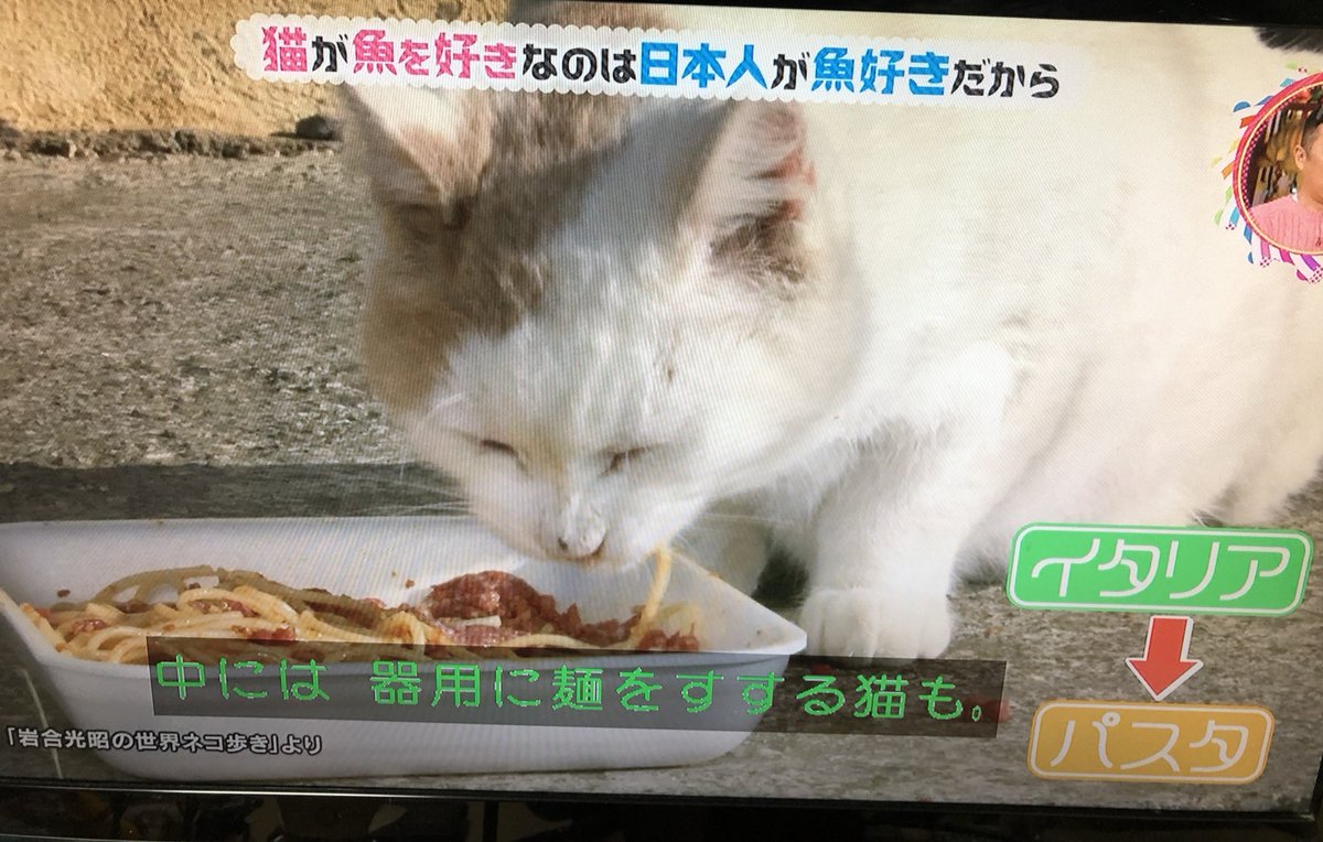 なぜ猫は魚が好き 意外な理由と猫の生態に答えが チコちゃんに叱られる Togetter なぜ猫は魚が好き 意外な理由と猫の生態に答えが チコちゃんに叱られる Togetter