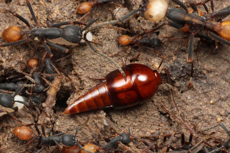 Old Ant Antroom Taku バーチェルグンタイアリの行列を一緒に歩く好蟻性ハネカクシの一種 アリの巣で暮らす虫が好き T Co 1gpldycmst