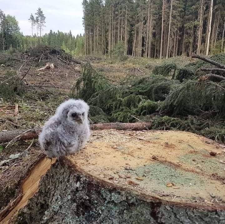 Proarbol_Col's tweet photo. ¿Porque los edificios con más de 100 años de antiguedad han sido clasificados como "patrimonio" y es ilegal derrumbarlos, pero es legal Talar árboles de más de 100 años todos los días?
#ComunasVerdes https://t.co/93680LPWLi