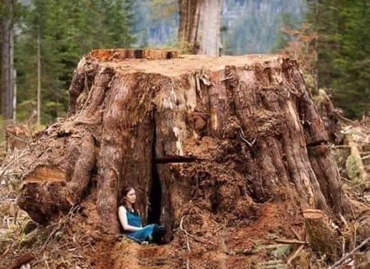 Proarbol_Col's tweet photo. ¿Porque los edificios con más de 100 años de antiguedad han sido clasificados como "patrimonio" y es ilegal derrumbarlos, pero es legal Talar árboles de más de 100 años todos los días?
#ComunasVerdes https://t.co/93680LPWLi