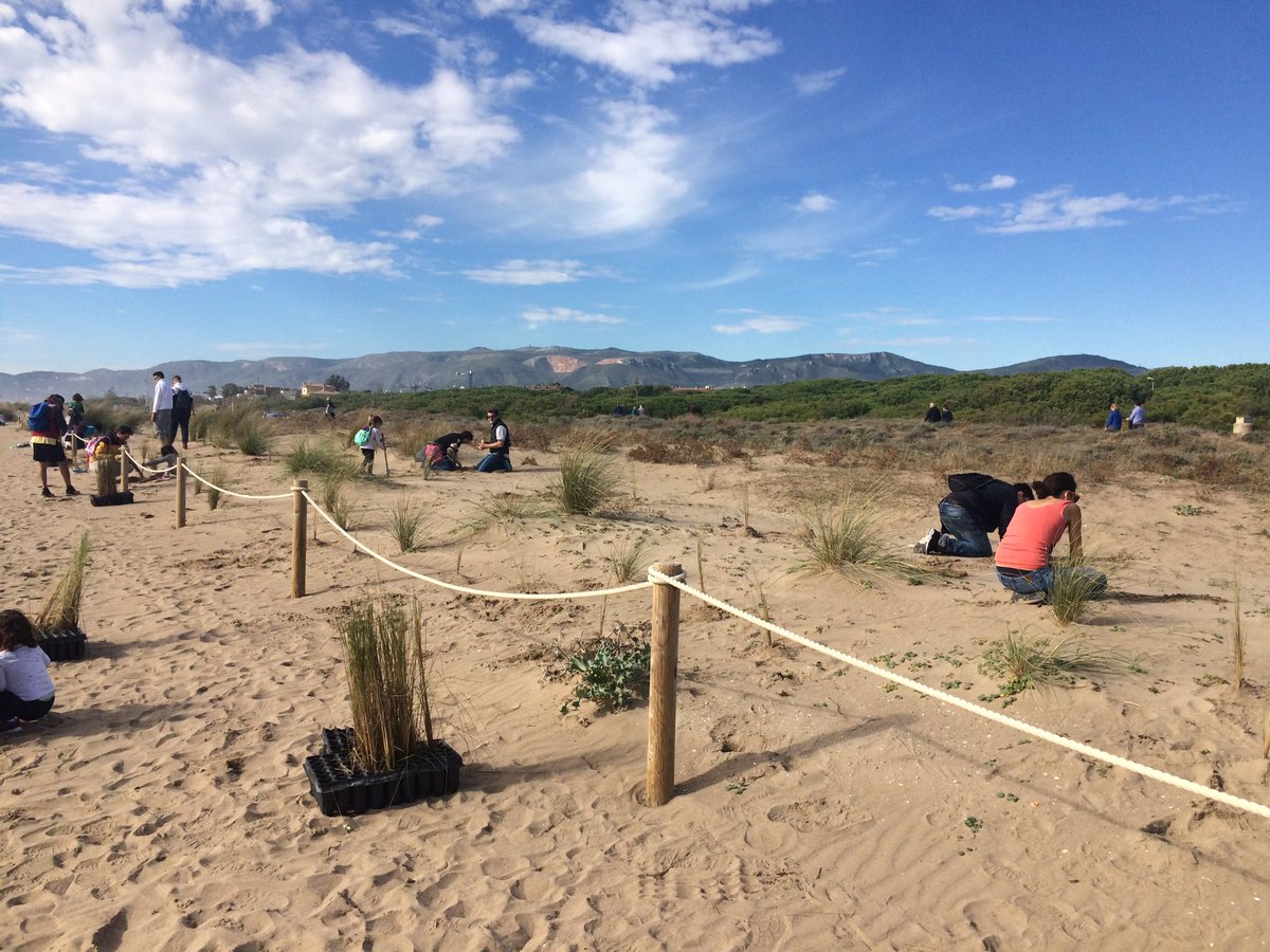 Participa diumenge a la Jornada de plantació a les dunes #Gavà!  Plantarem borró i melgó  marí i coneixerem la importància de preservar  aquests espais naturals. Us esperem partir de les 11:30h a la Jugateca Ambiental (av del Mar-La Vela) <a href="/ParcsplatgesAMB/">Parcs i platges AMB</a> <a href="/gavamediambient/">Medi Ambient Gavà</a>