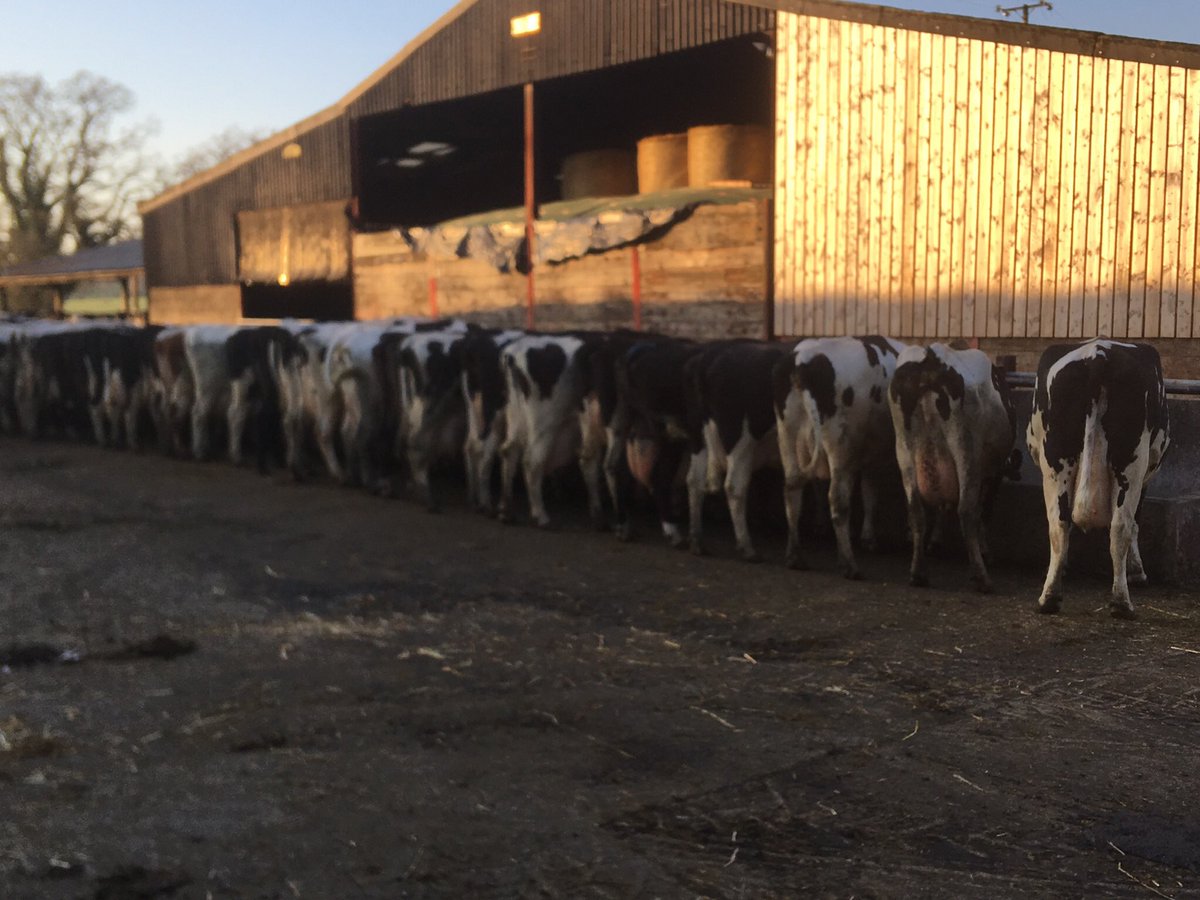 Bottoms up !!our girls tucking into dinner after evening milk #rawmilkthebest