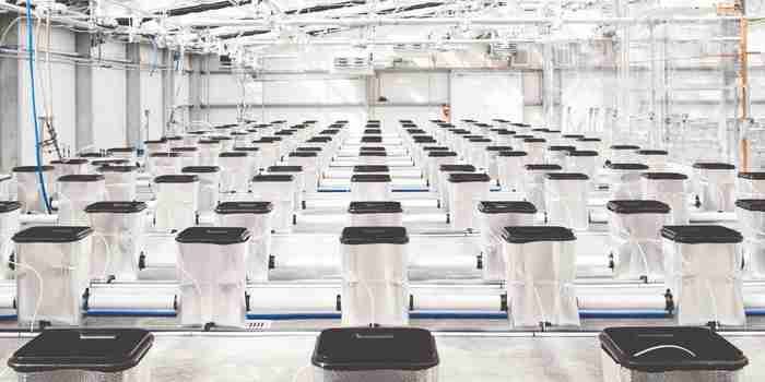 ThinkTankExile's tweet image. Innovative Entrepreneurs Are Combining The Energy Efficiency Of Greenhouses With The Precision Of An Indoor Grow

"We can keep it as climate-controlled as an indoor facility, while still reaping all the benefits of the natural sunlight.” w33d.us/cmmuuwe8