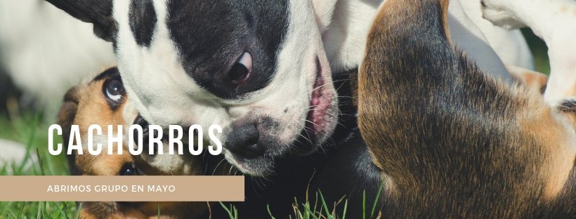 OhFancyDog's tweet photo. Ya están aquí las Clases para #Cachorros! 
 ✪¿Ya tienes un plan para la educación de tu cachorro?✪
 Este es el mejor momento para comenzar 
 Inscríbete ya! Plazas Limitadas!
 ⇩⇩⇩⇩⇩
 https://t.co/IikeHZ8dmD

 #perros #respetocanino #ohfancydog https://t.co/AXuAP8o0ae