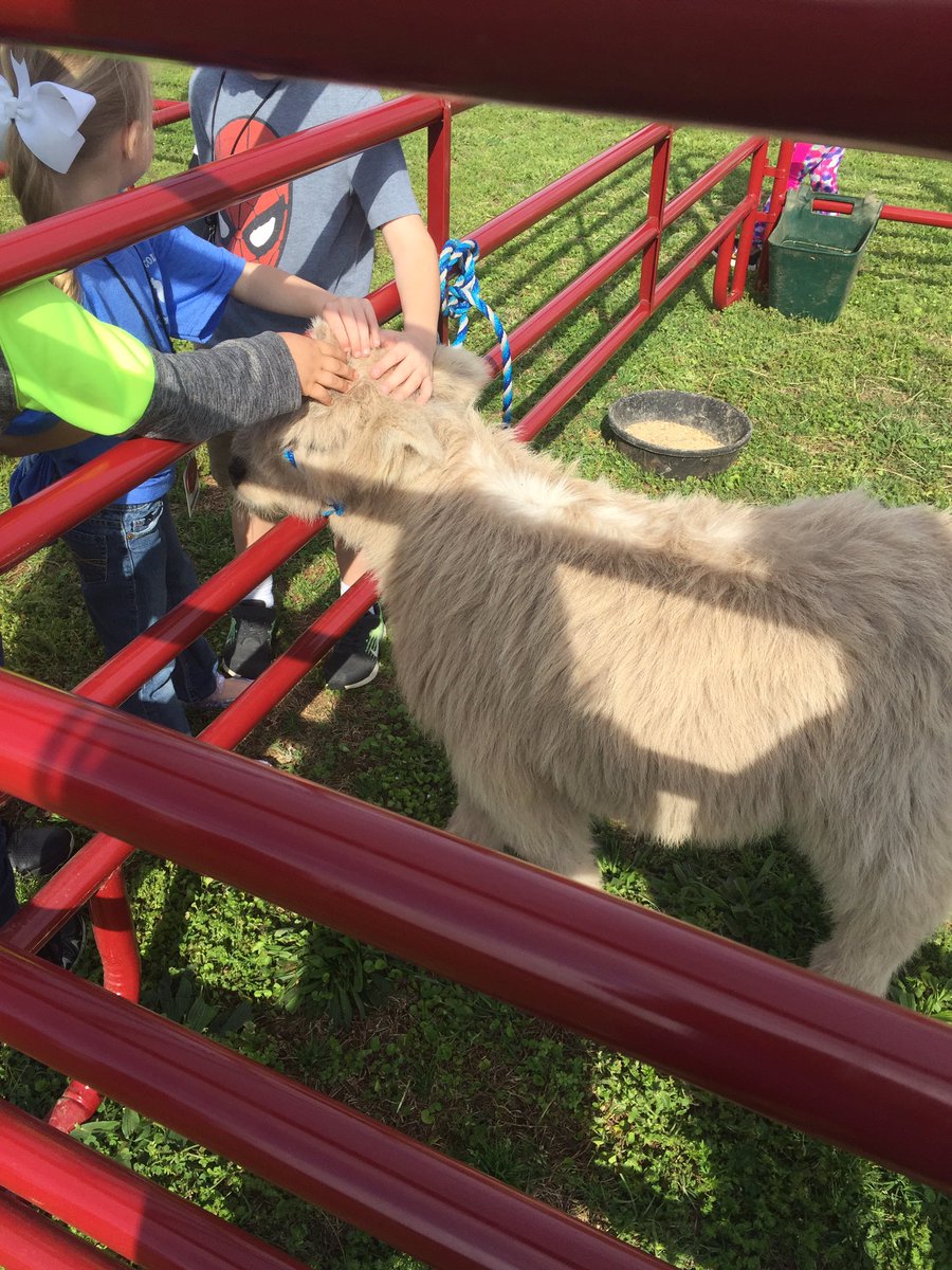 HannahMcburnett's tweet photo. When you see a mini cow for the first time at farm day! #lincolnffa @tcboecareertech https://t.co/vKtPRD7l5q