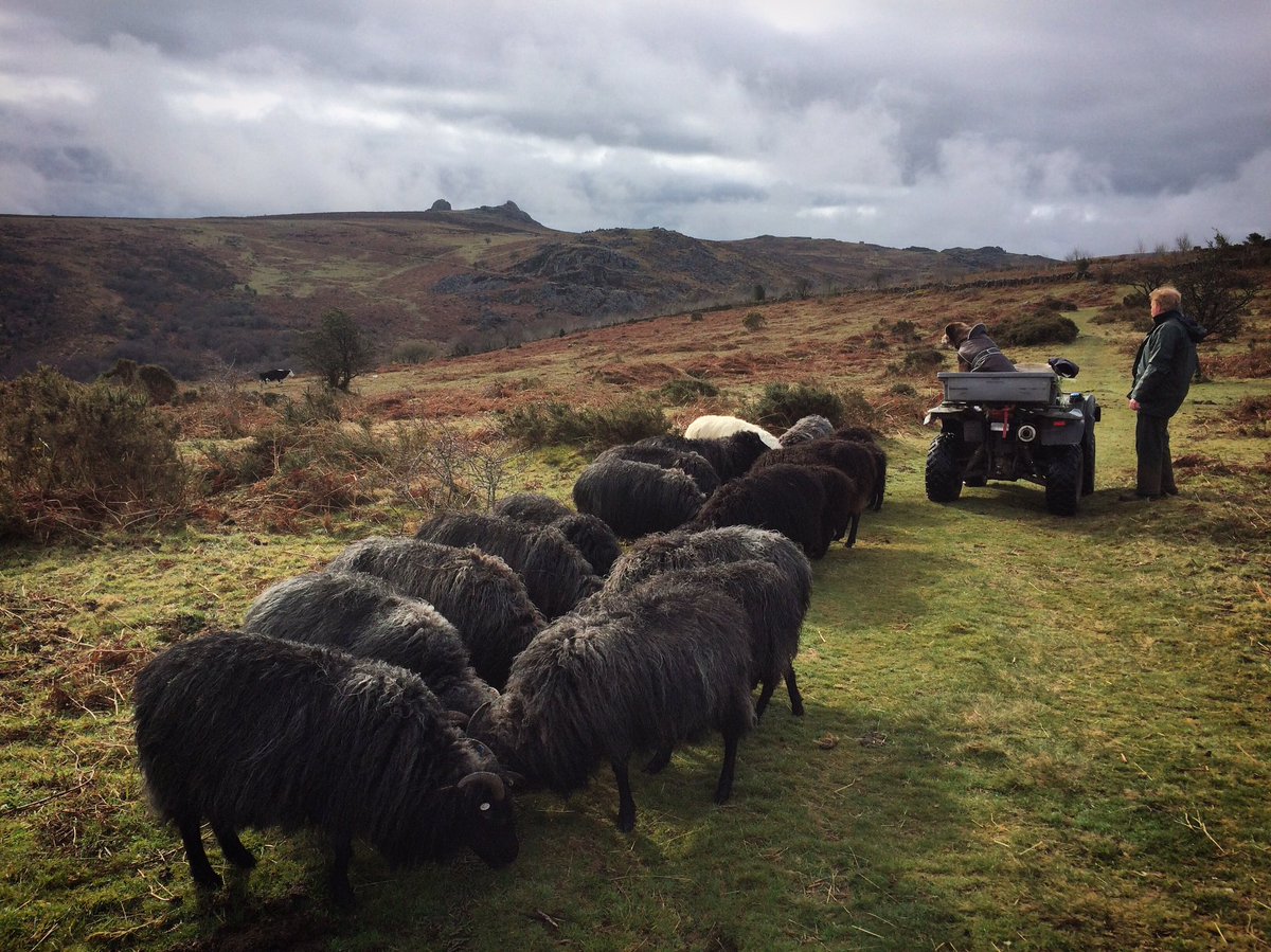 HoundtorCamping's tweet photo. Next week these sheep should be in the field in front of the camping barn with LAMBS!
Come visit and see for yourself!
#dartmoor #easterholidays #camping #campinginside #campingbarn #lambing https://t.co/1pIjrFQt45