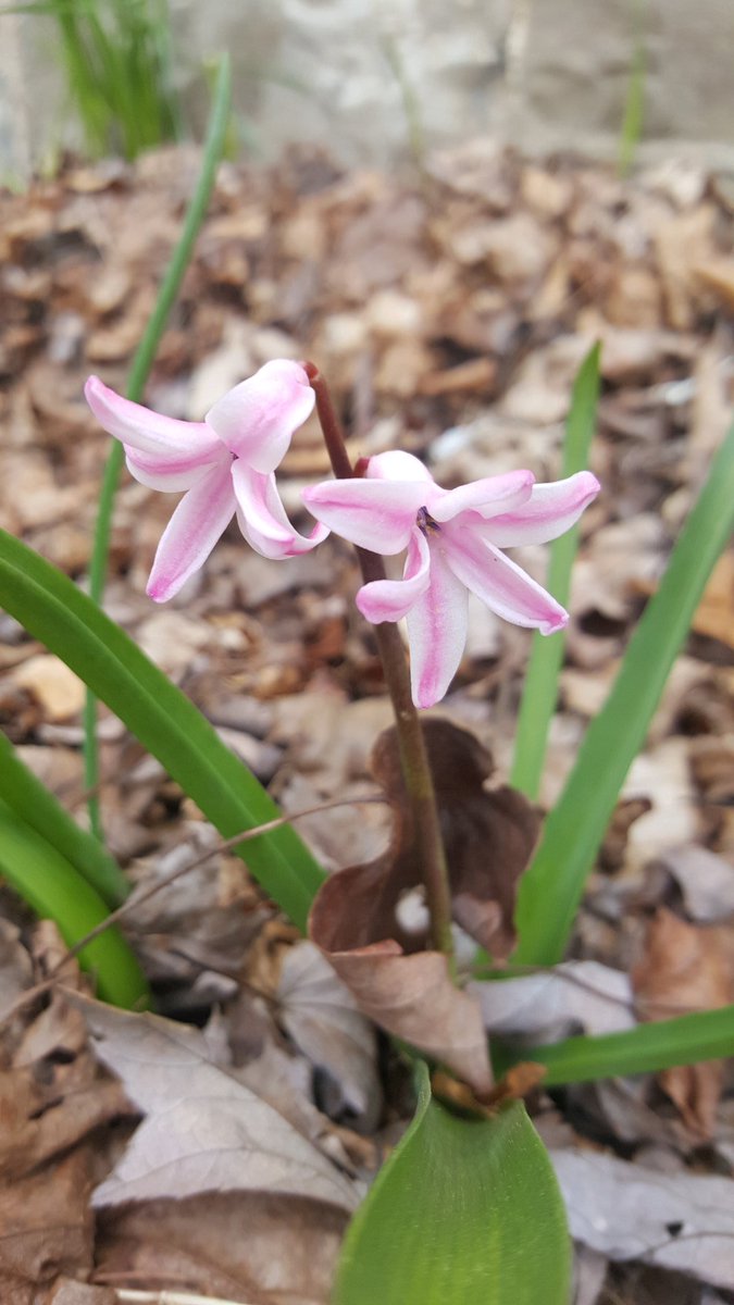 gbrf's tweet photo. #Spring2019 https://t.co/dQgCs7l5PH