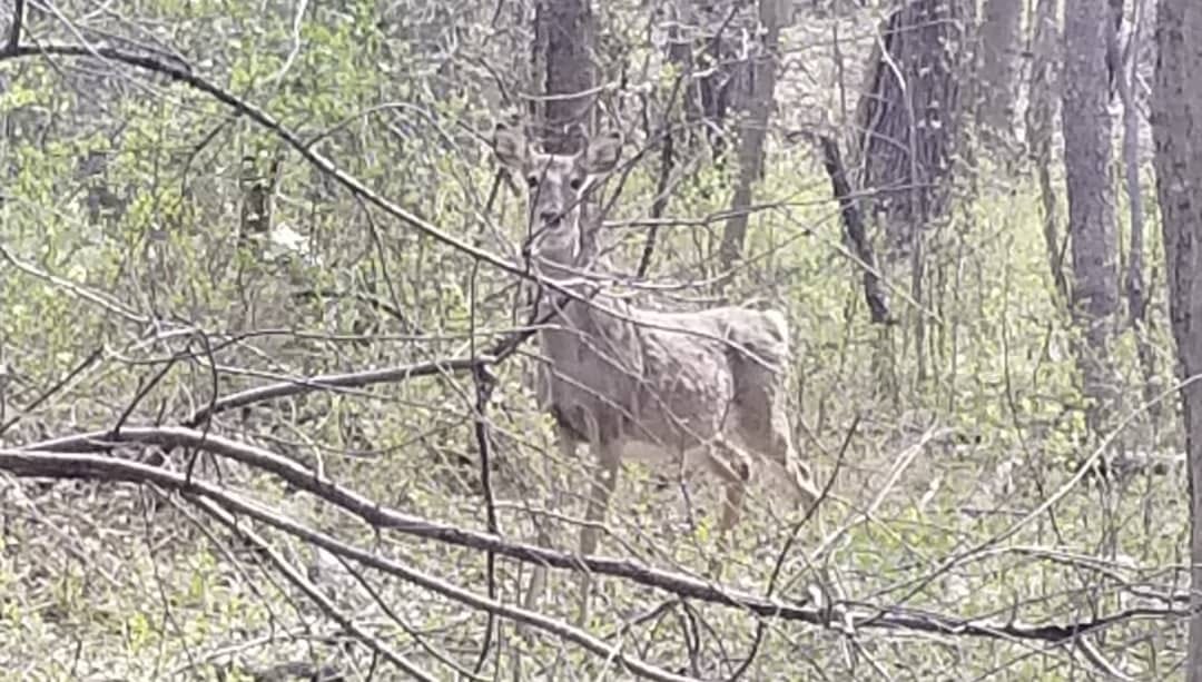 Riverdale_Park_'s tweet image. #TRP #NATURE #localenvironment #communitycleanup