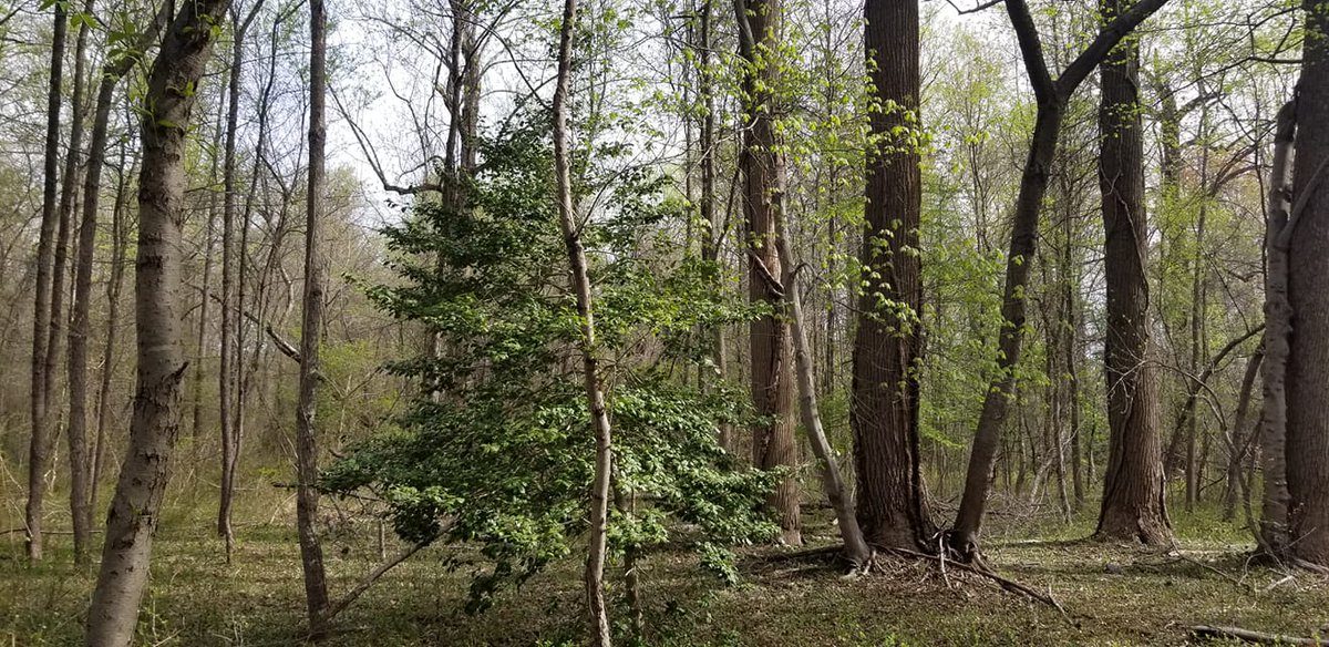 Riverdale_Park_'s tweet image. #TRP #NATURE #localenvironment #communitycleanup