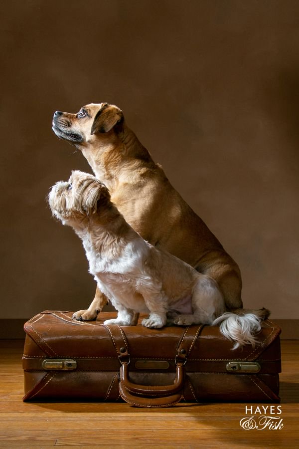 hayesandfisk's tweet photo. We may be a little late for #NationalPetDay but you aren't too late to be a part of our #TailsofRVA book!
Call 804-740-9307 or email mary@hayesandfisk.com to be a part of this amazing project! https://t.co/GCbxRnlR8i