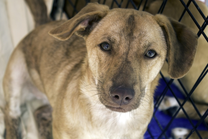 MovemosalMundo's tweet photo. ¿Quieres ayudar a un #perro o #gato abandonado? Sigue estos consejos para que puedas restaurar la salud y encontrar un hogar para ese animalito: https://t.co/HQbEBM06Sl #animalescallejeros #amoslosanimales https://t.co/gWt6kpEK84