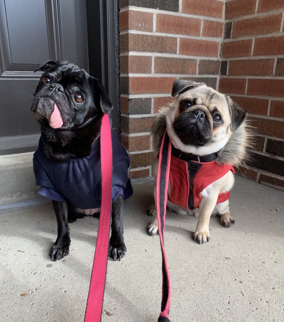 pugs in bathing suits