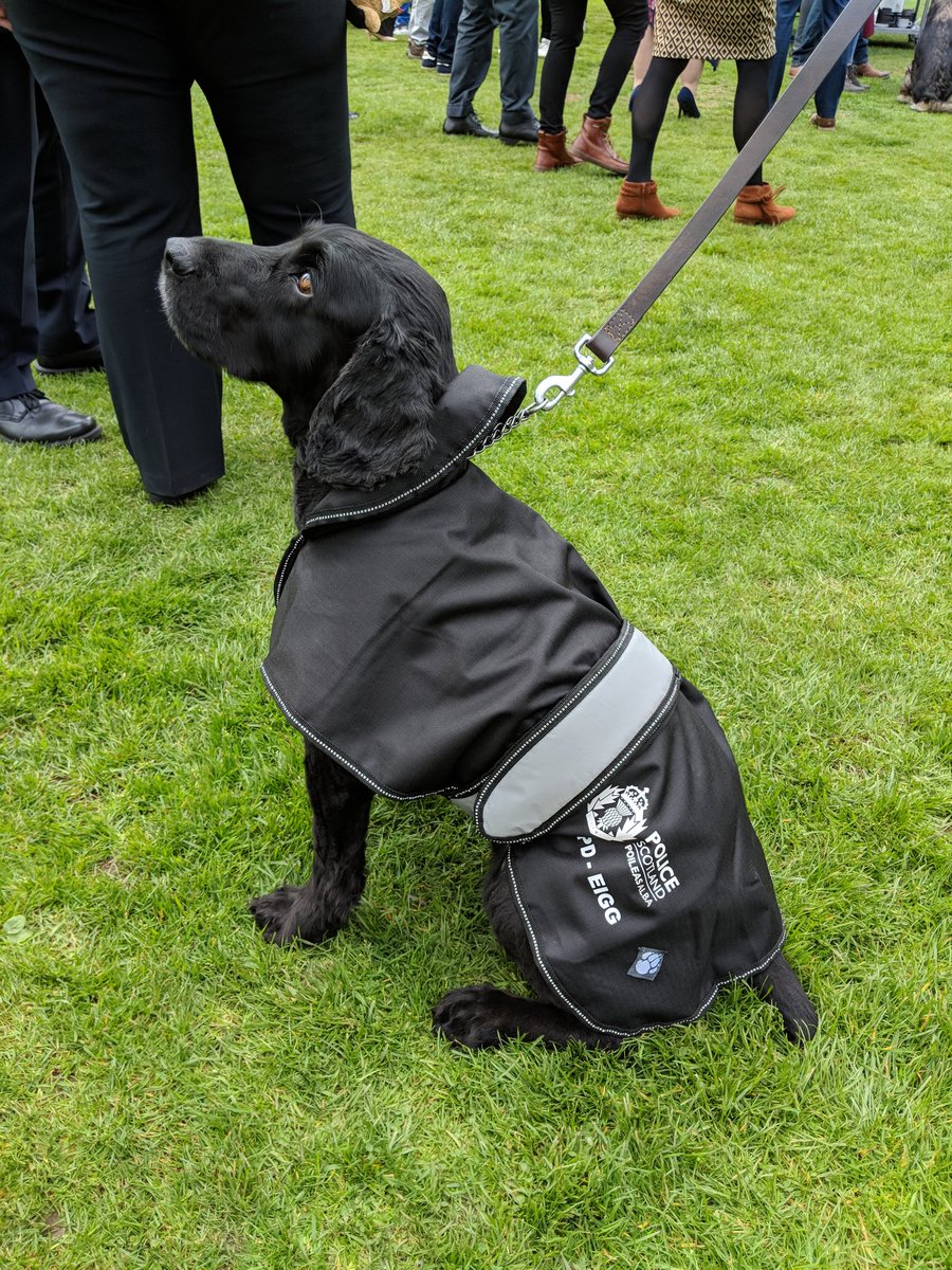PSOSDogs's tweet photo. We just met #RPDEigg at the @K9memorialUk unveiling.
We still have his brother #PDChance working with usπ #K9MemorialUnveiling πΎπ https://t.co/tcuuwhRBiP