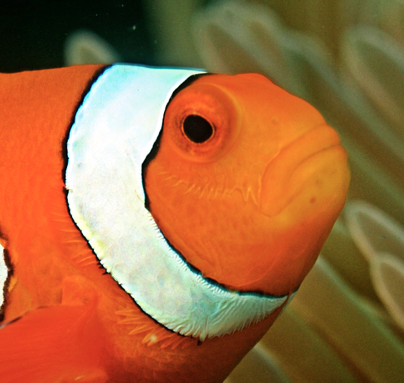 beyonsesa's tweet photo. Solo tengo ganas de que hagan un remake de acción real de Buscando a Nemo para disfrutar del gran rango de emociones faciales de los protagonistas. https://t.co/3KetOqZuQM