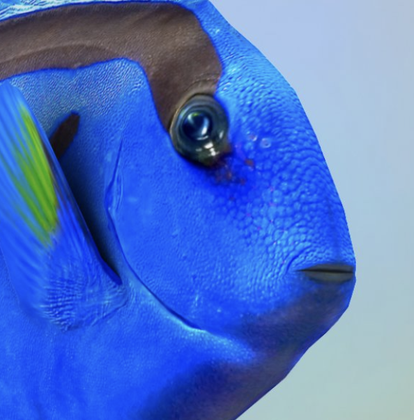 beyonsesa's tweet photo. Solo tengo ganas de que hagan un remake de acción real de Buscando a Nemo para disfrutar del gran rango de emociones faciales de los protagonistas. https://t.co/3KetOqZuQM