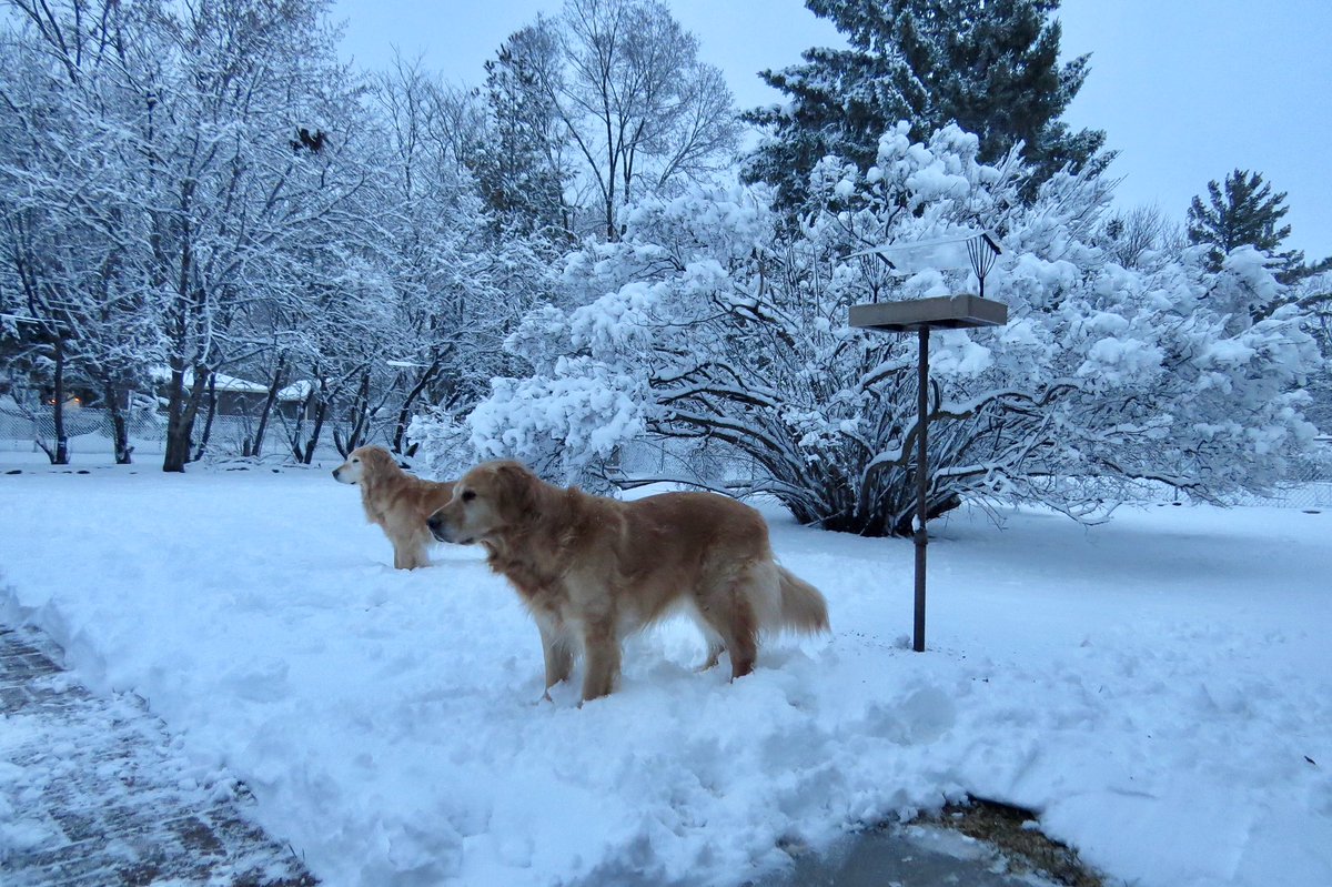 darbijothegoldn's tweet photo. πΆ π΅ Itβs beginning to look a lot like π΅πΆ ... APRIL!?!? BOL!! #bombcyclone2 #WinterStormWesley #hangontoyerhat https://t.co/VeQRLU2bCm