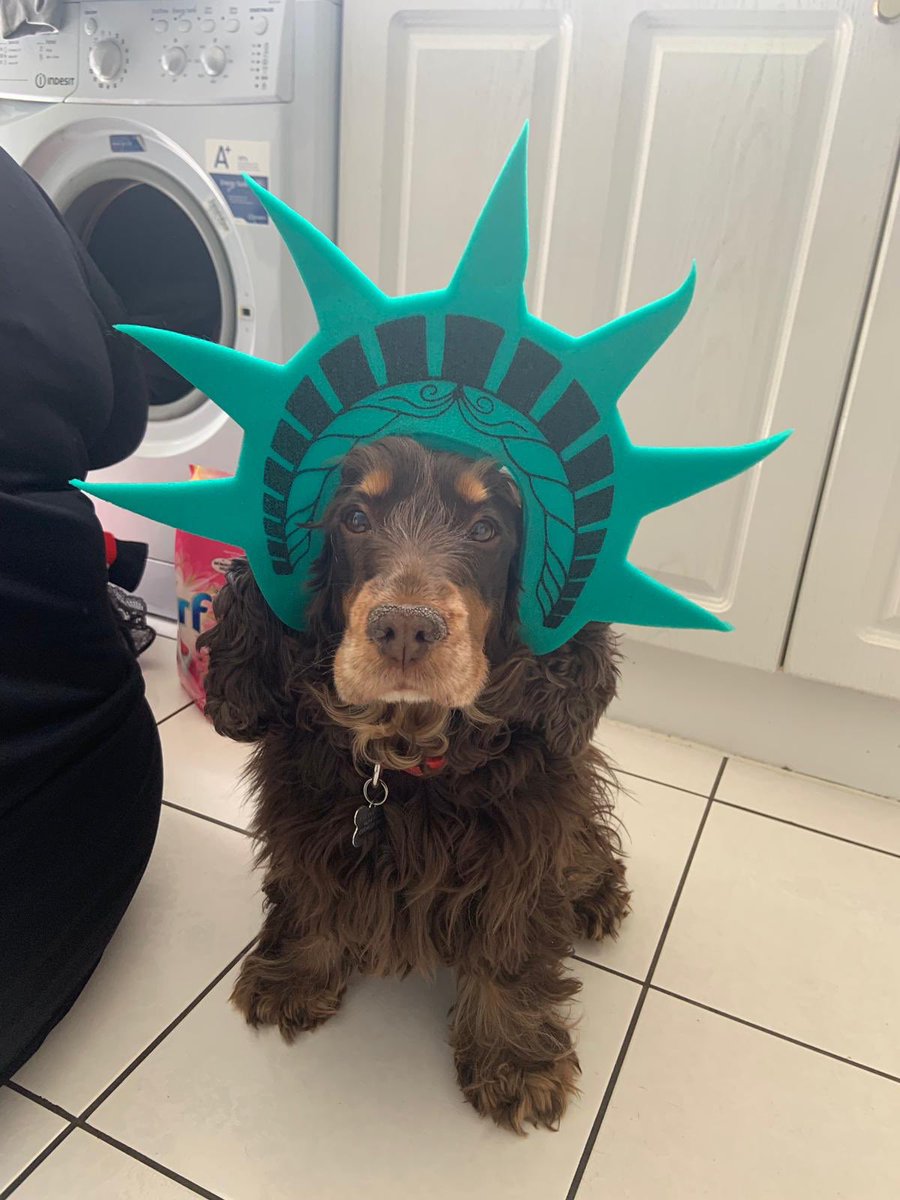 T280772's tweet photo. @nickccerino Rolo embracing the New York theme 😂😂 https://t.co/Rj4zJZhFIr