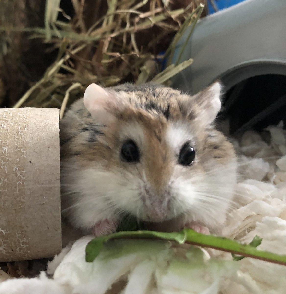 rehoming hamsters near me