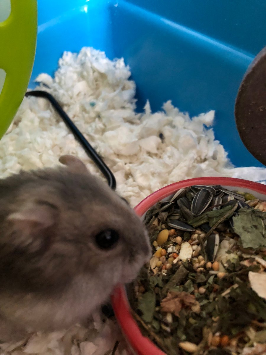 rehoming hamsters near me