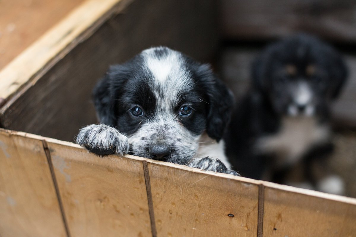 happydogisland's tweet photo. This #cratetraining really sucks. Would you let me out? 🙏 😍 #plottingmyescape #puppytraining #dogsarefamily https://t.co/dXLBGrSEQZ