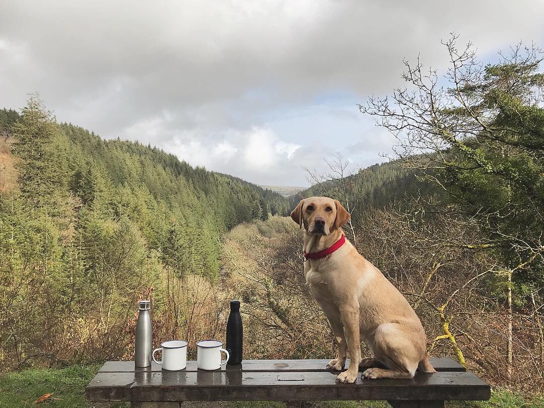 Cornwall Tourism Office (@officecornwall) on Twitter photo No filter needed for this beautiful pup...Who else plans to visit the woods this Easter? #kernowliving#lovecornwall#cornwalltourismoffice No filter needed for this beautiful pup...Who else plans to visit the woods this Easter? #kernowliving#lovecornwall#cornwalltourismoffice