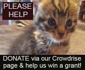 Pls Donate &amp; help us help them.  We need ALL the help we can get to move up to 6th place to get a grant.  No amount too small.
Midey Mateu is fundraising for Happy Homes Animal Rescue: crowdrise.com/o/en/campaign/… …
#CatsOnTwitter  #cats #catsofinstagram