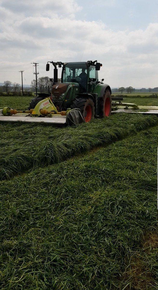 tdibble90's tweet image. Forage 19 has started! With some very curious spectator's #teamdairy #farm365