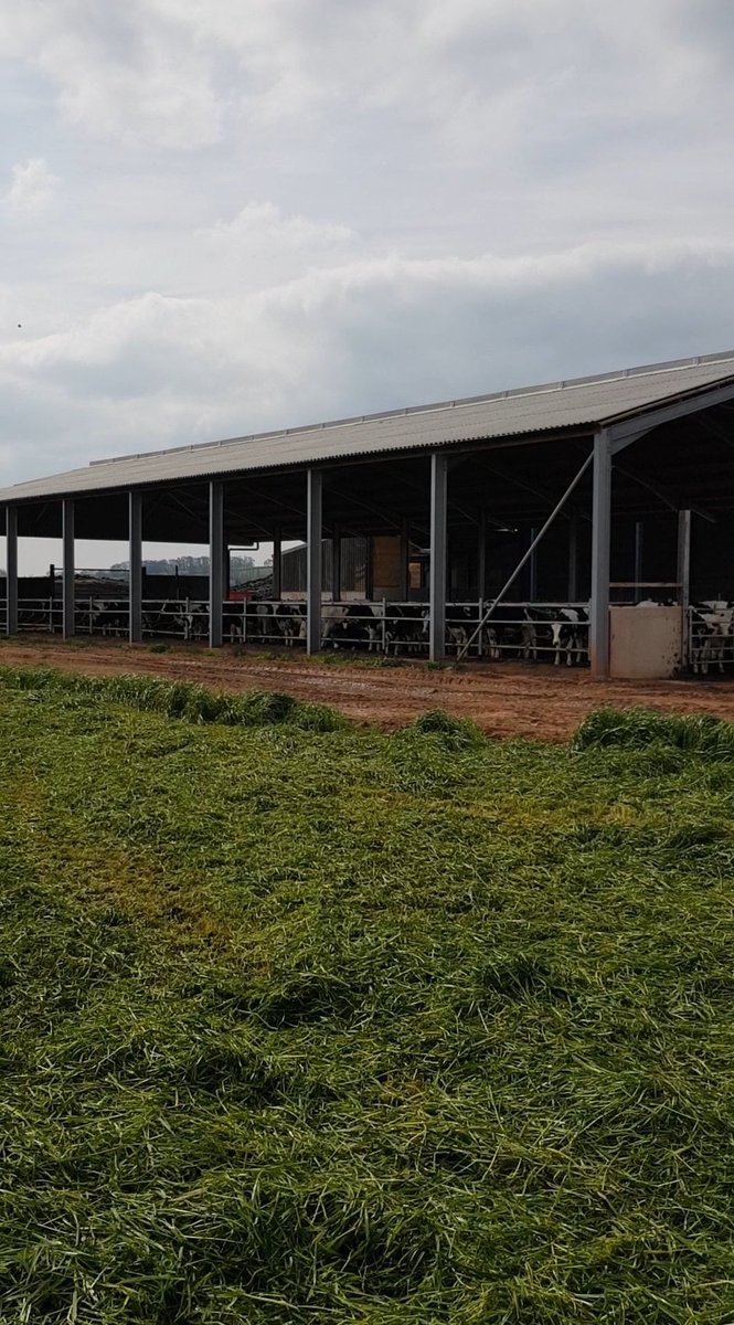 tdibble90's tweet image. Forage 19 has started! With some very curious spectator's #teamdairy #farm365