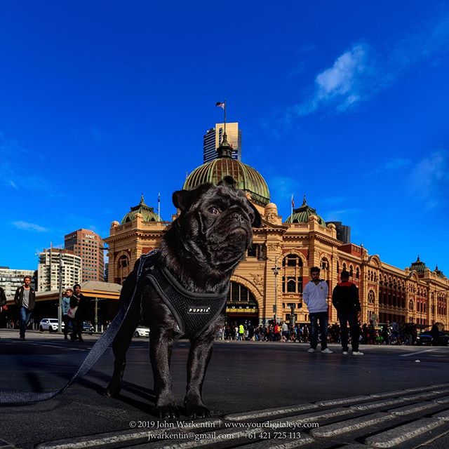 #GeorginaLivesLarge at #FlindersStreetStation

Those pesky #vegans are not getting past me!!! As always, she wears PuppiaUS

#melbourne #blackpugpuppy #blackpug #pugpuppy #pugsofinstagram #pugstagram #pug #puglife #pugphotography #petphotography #petphotographer #pugsofmelbourne