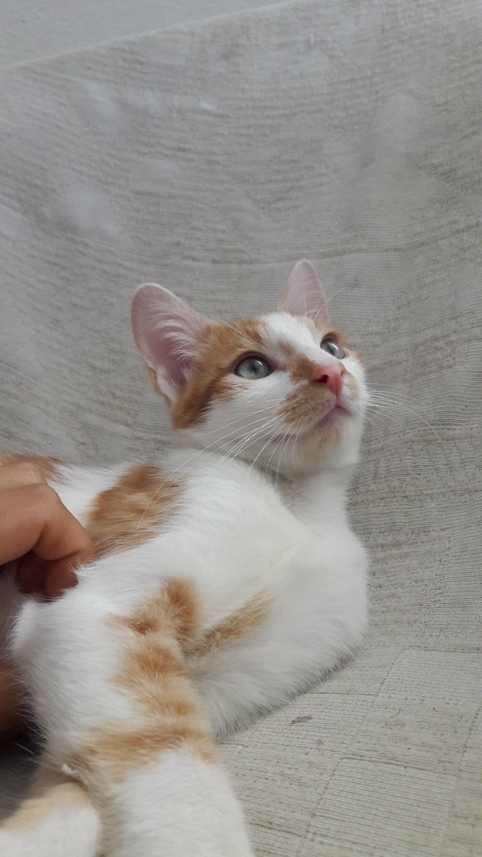 MartiContreras5's tweet photo. Adopten gatito!!!!! Es muy tierno y cariñoso, no puedo quedarmelo😿 
Ayuden a difundir🙏🙏🙏 https://t.co/1W4nqOem1L