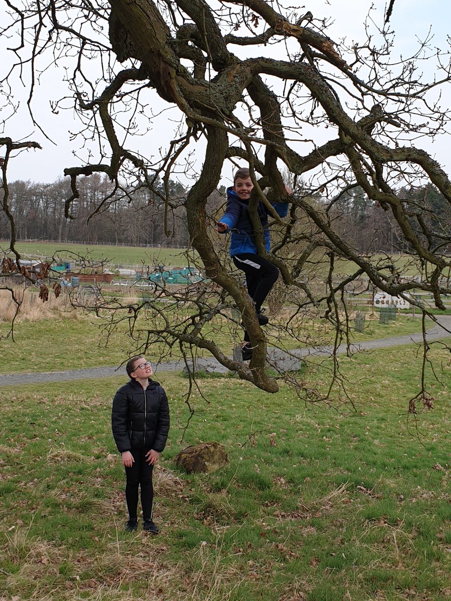 SimplyPlayWL's tweet photo. Happy days climbing trees @LoveWestLothian #muiravonside #dedridge #westerinch https://t.co/Nm3fqD4RCf